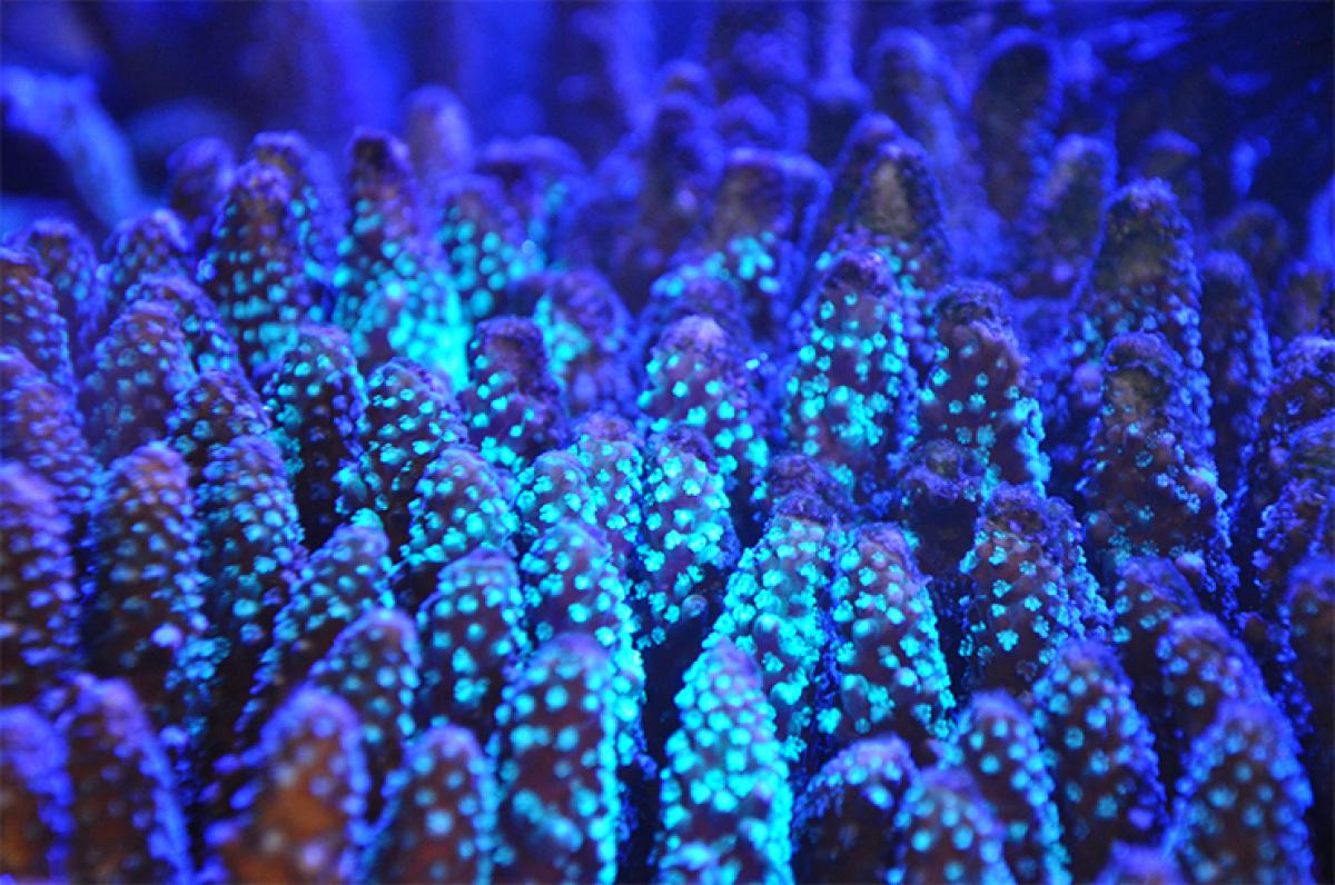 Rainbow of glowing coral found deep in Red Sea